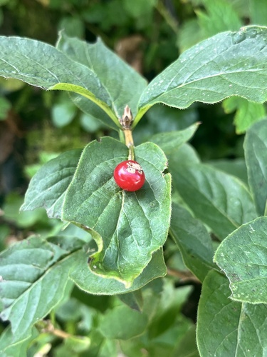 Lonicera alpigena, photograph 6