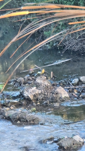 Grey Wagtail