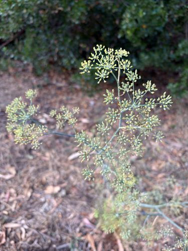 iNaturalist observation photo of fennel