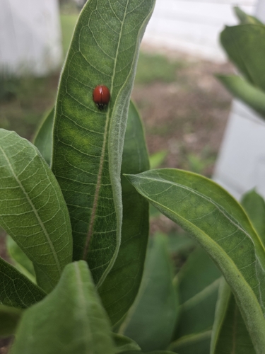Asian Lady Beetle
