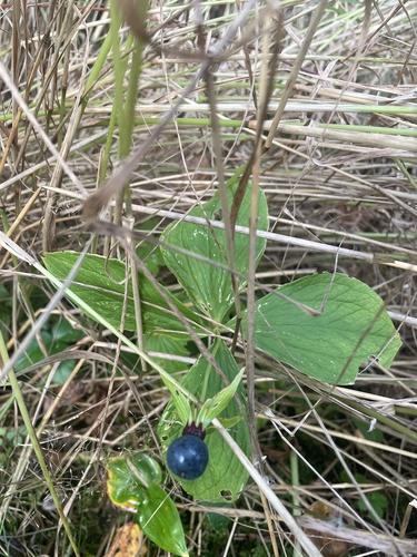 Herb Paris