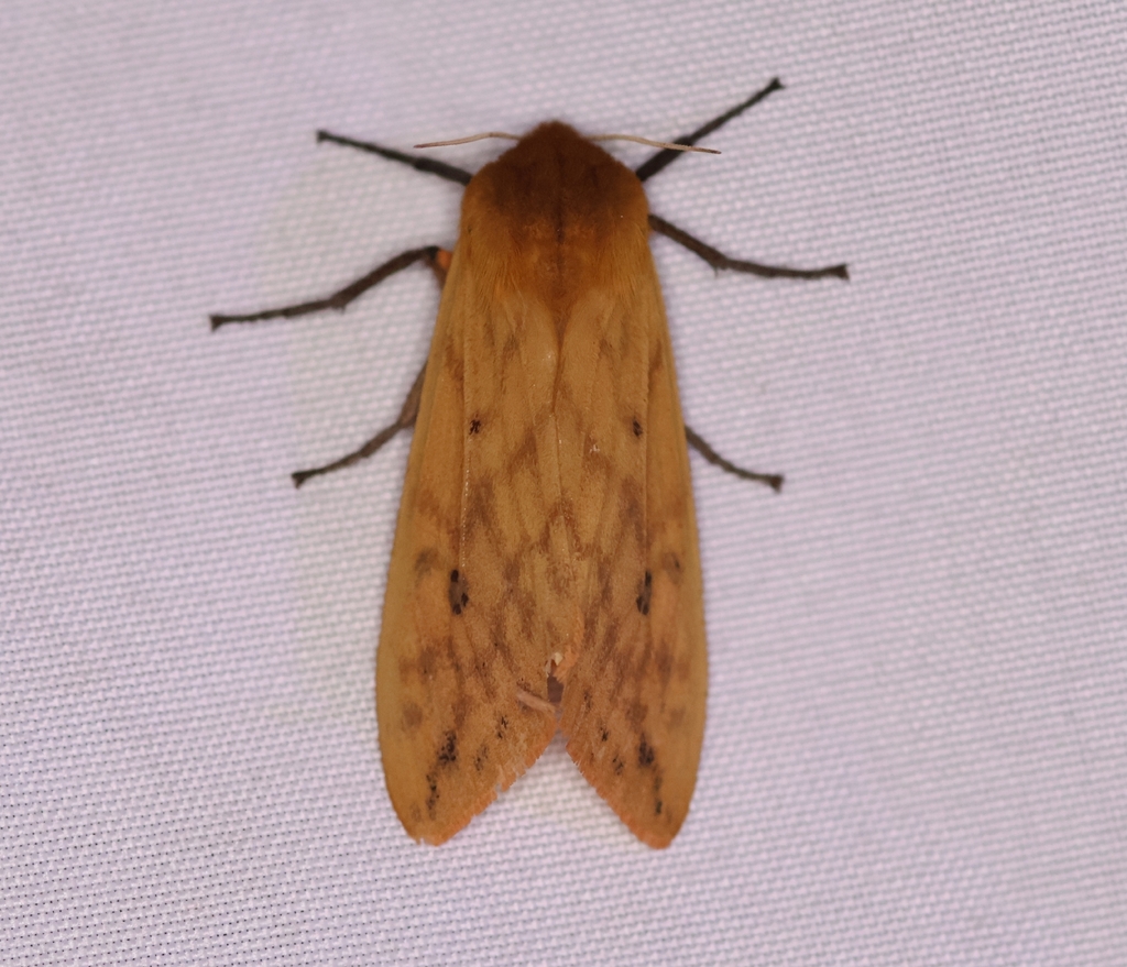 Isabella Tiger Moth