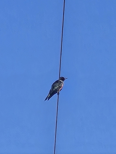 Lewis's Woodpecker