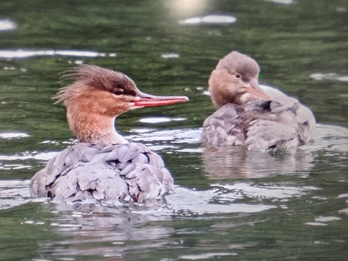 Red-breasted Merganser