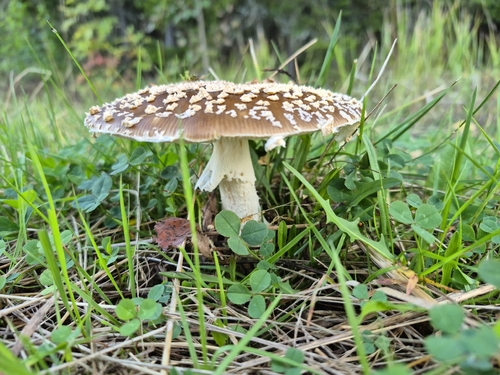 Royal fly agaric