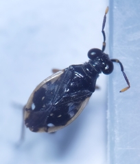 Chartoscirta elegantula