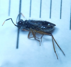 Chartoscirta elegantula