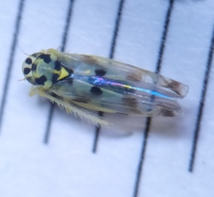 Eupteryx atropunctata