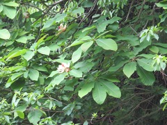 Magnolia obovata