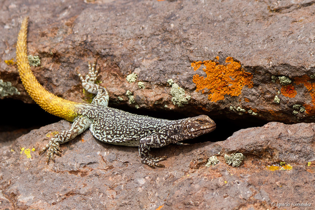 Pehuenches Chuckwalla