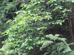 Magnolia obovata
