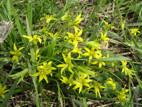 Gagea minima
