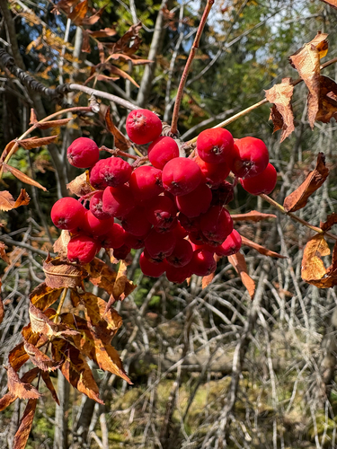 European mountain ash