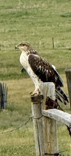 Ferruginous Hawk