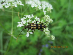 Leptura annularis
