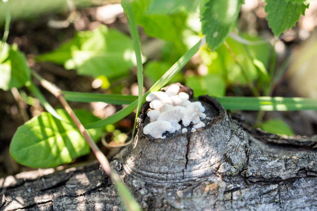 splitgill mushroom · August 2026 · photo: Photo: (c) Lauren H, some rights reserved (CC BY-SA) · iNaturalist