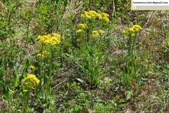 Tephroseris kirilowii