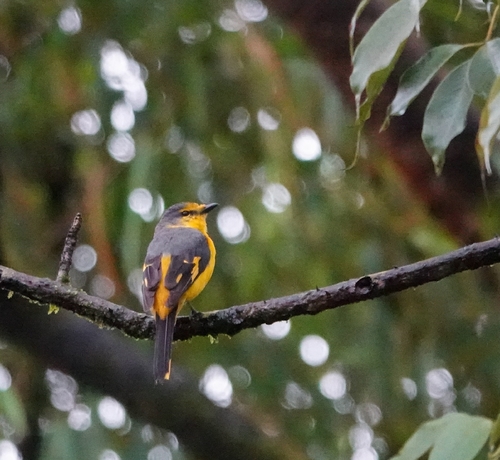 Orange Minivet