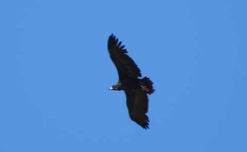 Cinereous Vulture