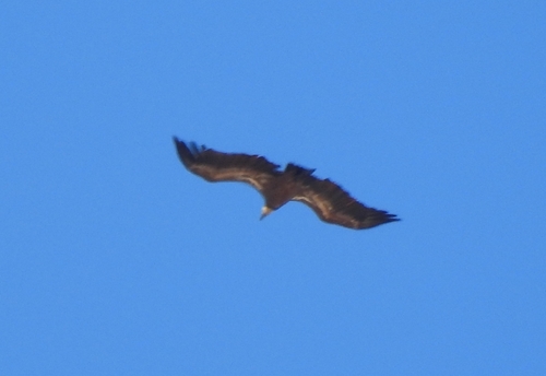 Eurasian Griffon