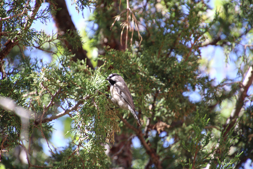 Mountain Chickadee