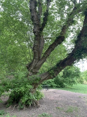 Acer negundo interius