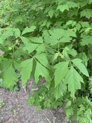 Acer negundo interius