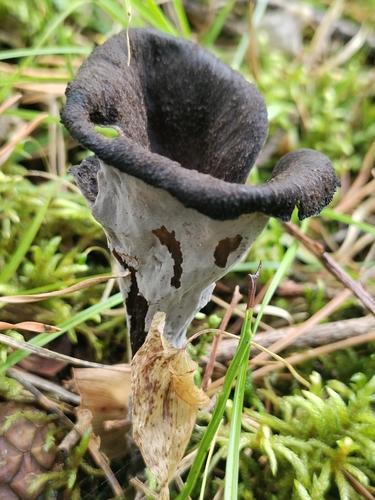 Horn-of-plenty