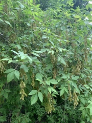 Acer negundo interius