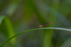 Ceriagrion rubiae