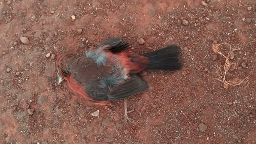 Red-crested Finch