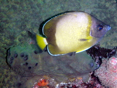 Japanese Butterflyfish photo 3
