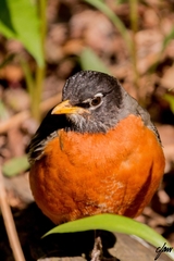 Turdus migratorius