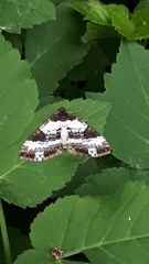 Melanthia procellata