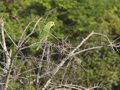 Amazona amazonica