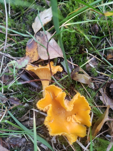 Golden Chanterelle