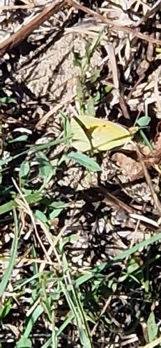 Clouded Yellow