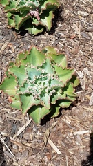Gibbiflorae