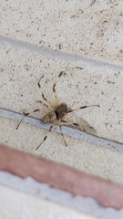 Nephilingis cruentata