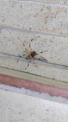 Nephilingis cruentata