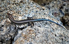 Five-Lined Snake-Eyed Skink photo 3