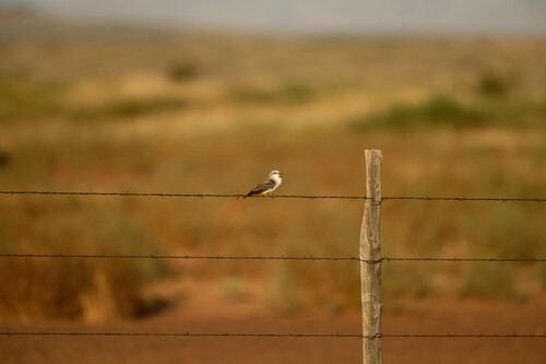 Scissor-tailed Flycatcher
