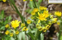 Tephroseris kirilowii