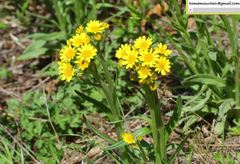 Tephroseris kirilowii