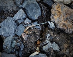 Five-Lined Snake-Eyed Skink photo 5