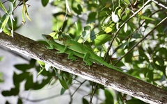 Anolis noblei