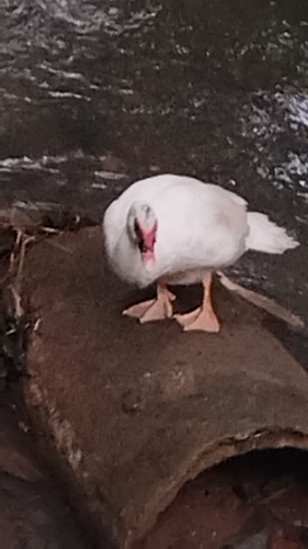 Domestic Muscovy Duck