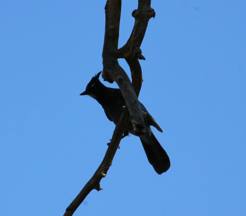 Steller's Jay