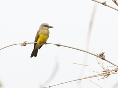 Tyrannus melancholicus