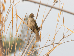 Saltator striatipectus
